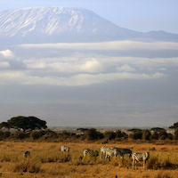 AMBOSELI A LOS PIES DEL KILIMANJARO