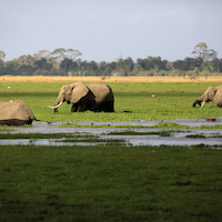 AMBOSELI A LOS PIES DEL KILIMANJARO