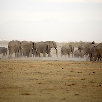 AMBOSELI A LOS PIES DEL KILIMANJARO