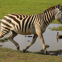 AMBOSELI A LOS PIES DEL KILIMANJARO