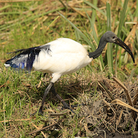 AMBOSELI A LOS PIES DEL KILIMANJARO