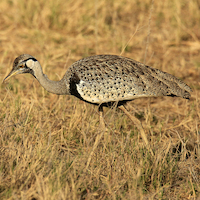 AMBOSELI A LOS PIES DEL KILIMANJARO