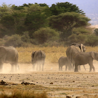 AMBOSELI A LOS PIES DEL KILIMANJARO