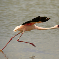 AMBOSELI A LOS PIES DEL KILIMANJARO