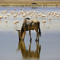 AMBOSELI A LOS PIES DEL KILIMANJARO