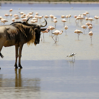 AMBOSELI A LOS PIES DEL KILIMANJARO