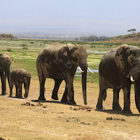 AMBOSELI A LOS PIES DEL KILIMANJARO