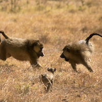 AMBOSELI A LOS PIES DEL KILIMANJARO