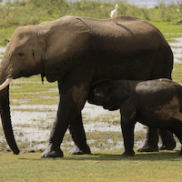 AMBOSELI A LOS PIES DEL KILIMANJARO