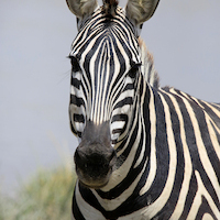 AMBOSELI A LOS PIES DEL KILIMANJARO