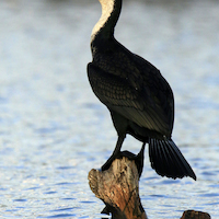 EL LAGO NAIVASHA, LAS AGUAS AGITADAS