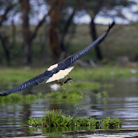 EL LAGO NAIVASHA, LAS AGUAS AGITADAS