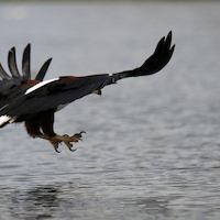 EL LAGO NAIVASHA, LAS AGUAS AGITADAS