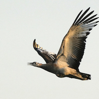 GUINEA BISSAU PARAISO CERCANO