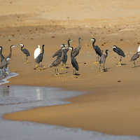 GUINEA BISSAU PARAISO CERCANO