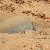 GUINEA BISSAU PARAISO CERCANO