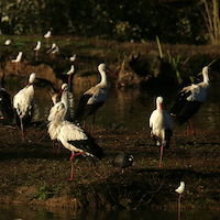 TALLER EN DOÑANA Y RIO TINTO