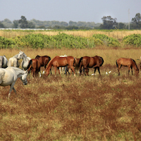 TALLER EN DOÑANA Y RIO TINTO