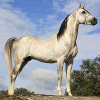 El caballo árabe