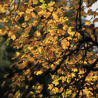 FOTOGRAFIA DE OTOÑO