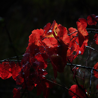 TERMINADO TALLER DE FOTOGRAFIA DE OTOÑO