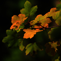 TERMINADO TALLER DE FOTOGRAFIA DE OTOÑO