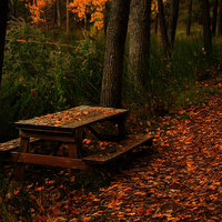 TERMINADO TALLER DE FOTOGRAFIA DE OTOÑO