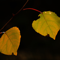 TERMINADO TALLER DE FOTOGRAFIA DE OTOÑO